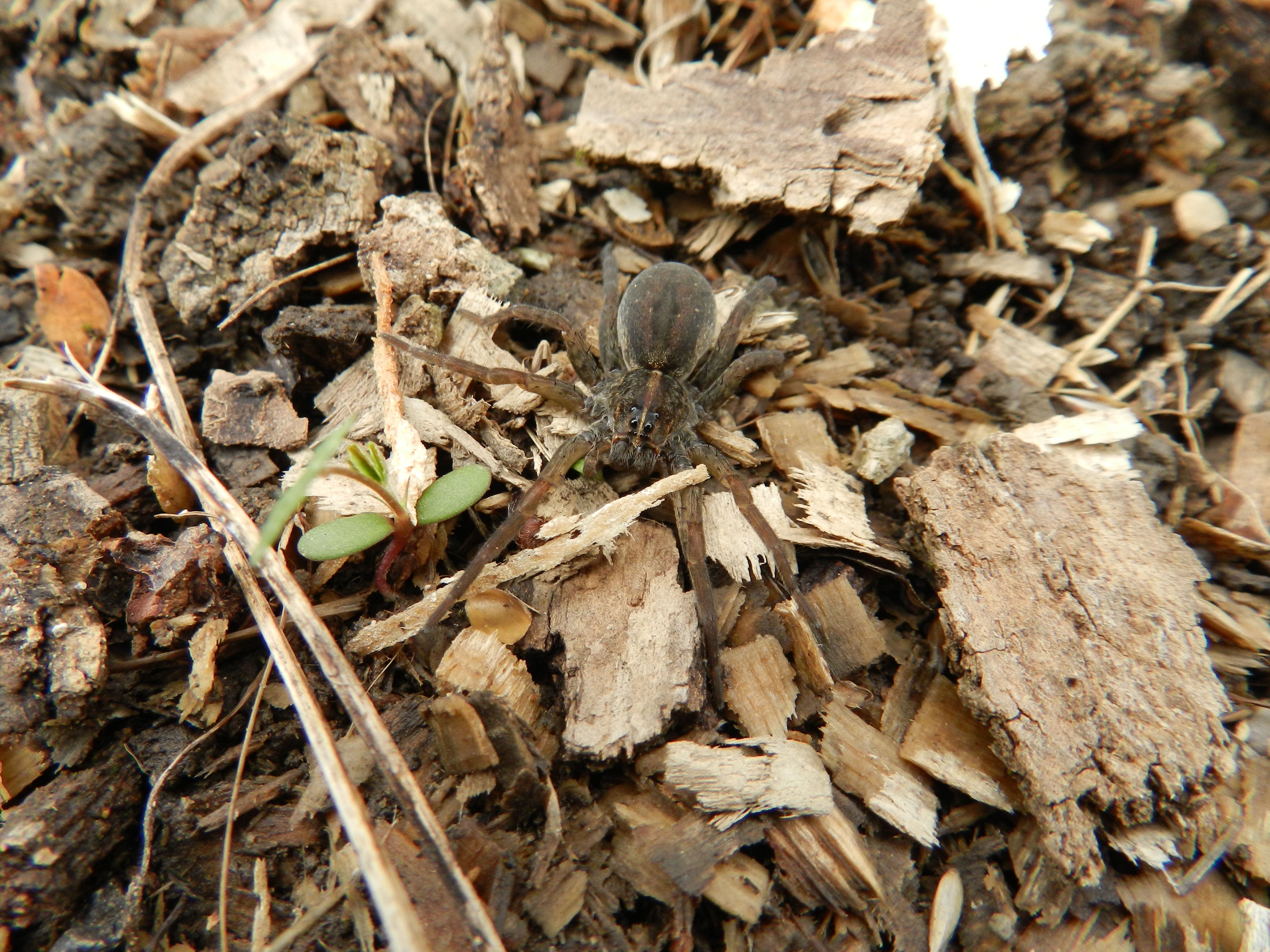 Wolf spider